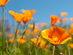 California Poppies