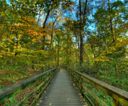 Congaree National Park