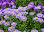 Fleabane