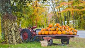Ultimate Guide to Pumpkin Patches and Fall Festivals 2018