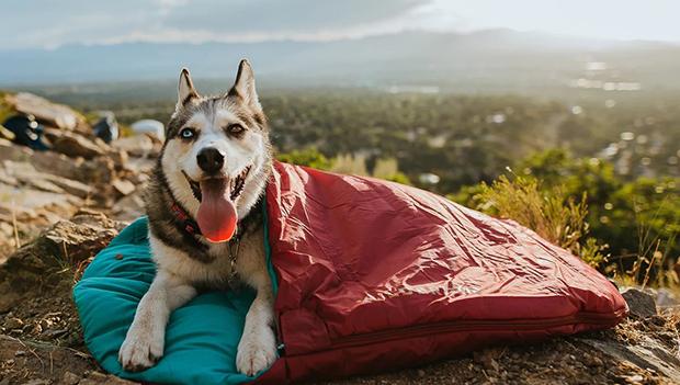 Keep your dog warm at night with a dog-friendly sleeping bag