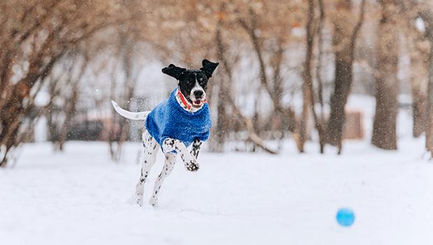 Warm your dog up with fun activities