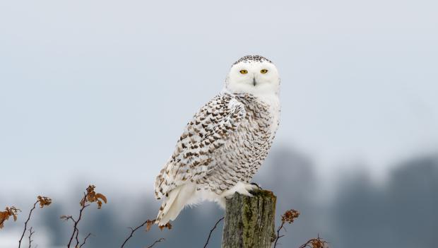 Snowy Owl at Rochester KOA