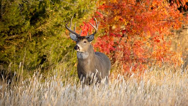 White-Tailed Deer Hunting