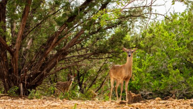 deer and wildlife at campgrounds near Austin