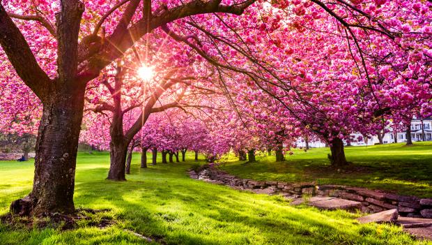 Places to See Cherry Blossoms