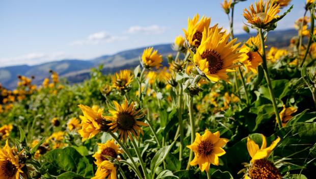 Best Wildflower Hikes USA West