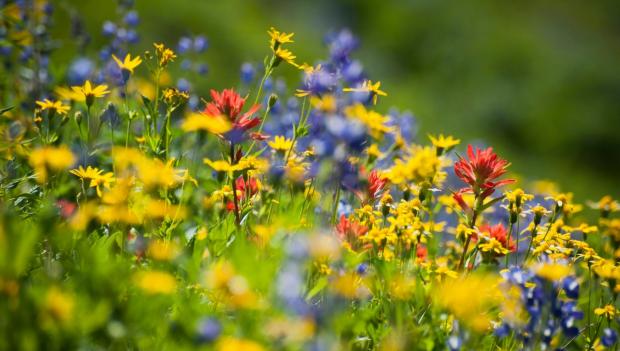 Best wildflower hikes Washington