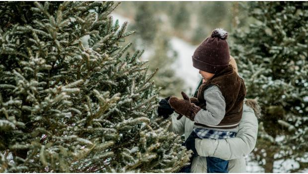 The Rules of Cutting Down Your Own Christmas Tree