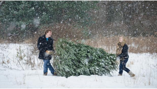 Rules of Cutting Down Christmas Trees in Forests