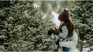 Tips for Cutting Down Your Own Holiday Tree