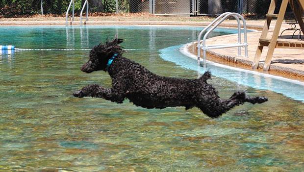 Dog Splash Luau