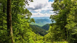 Where to Camp in North Carolina When Great Smoky Mountains National Park is Booked