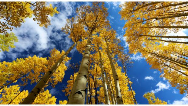New Mexico Fall Aspen Tree Leaves Camping Trip