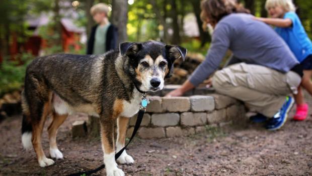 Dog Friendly Campgrounds USA