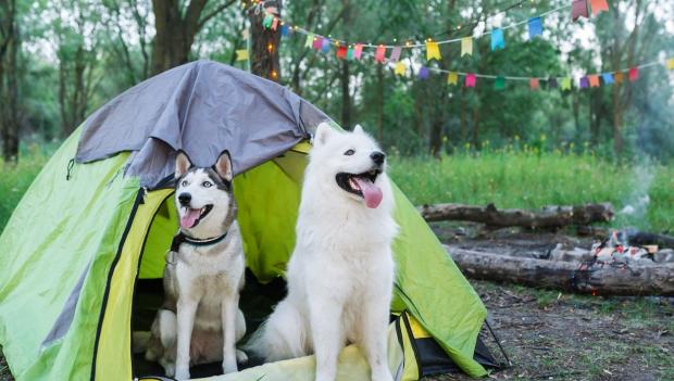 Dog Camping USA