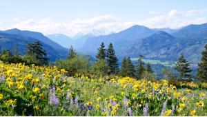 5 Great Places to View Wildflowers