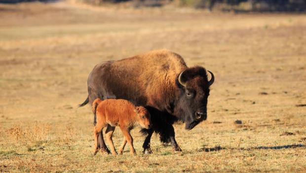 bison at antelope island state park