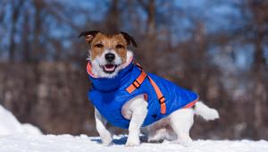 8 Must-Knows for Winter Camping & Hiking with Your Dog