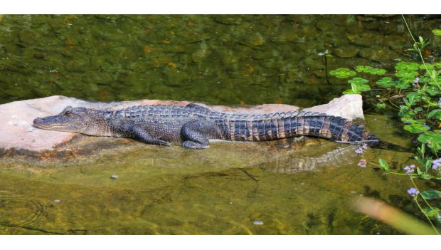  Trinity River Alligators Texas