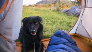 Camping and Hiking Gear for Dogs