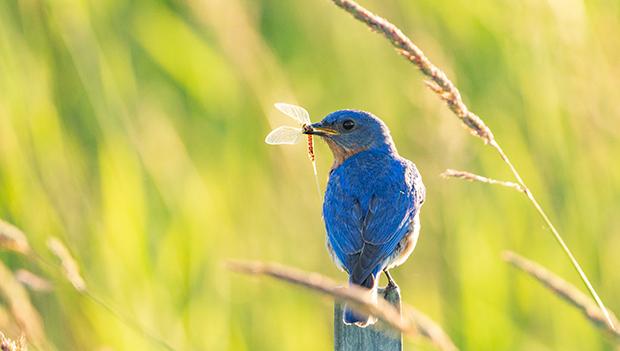 Spring Locations for Bird Watching