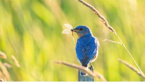 6 Spring Locations for Birdwatching