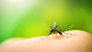 4 Proven Ways to Manage Mosquitos While Backpacking