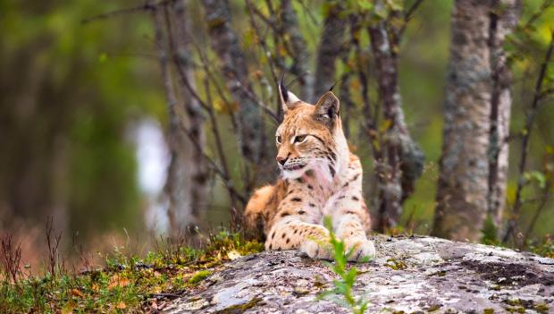 Pennsylvania State Park Wildlife