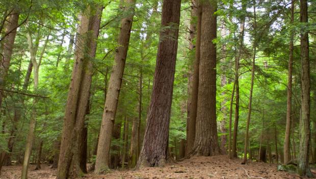 Pennsylvania State Parks Summer