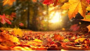 Fall Foliage Trips to Plan Now
